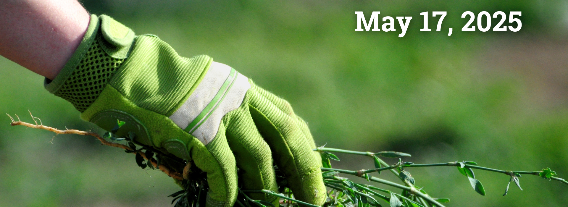 person picking up invasive species with work glove